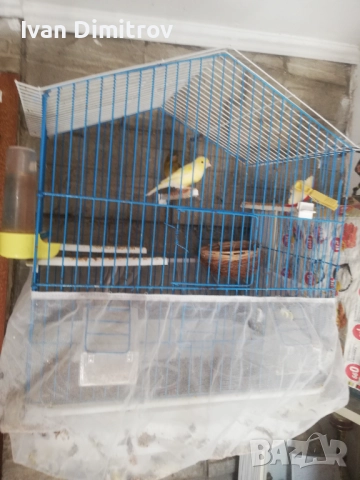 Продавам мъжки и женски канари тази годижни, и минало годишни. , снимка 1
