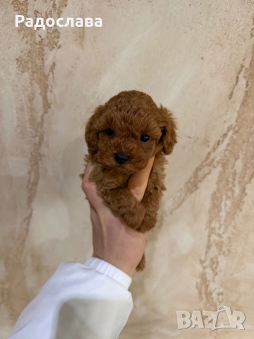 Той пудел момченце и момичета, снимка 3 - Пудели - 51889483