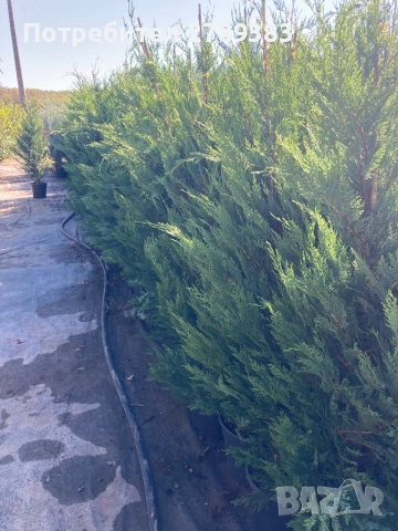 Лейланди кипарис