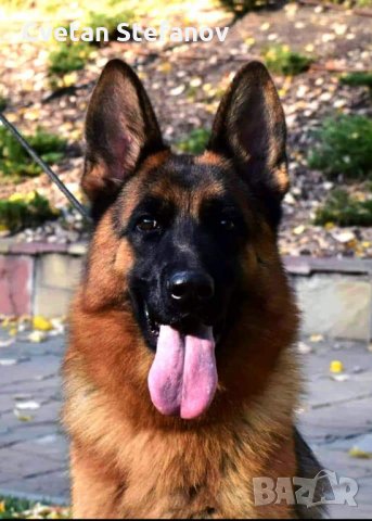 Немска овчарка, снимка 7 - Немска овчарка - 35397071