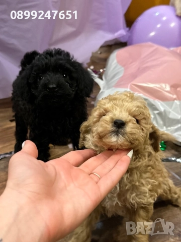 Пудел той, снимка 1