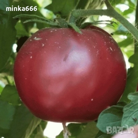 Шоколадови домати-семена, снимка 2 - Стайни растения - 52972582