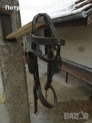 Конски хамут , снимка 13 - Други животни - 37651566