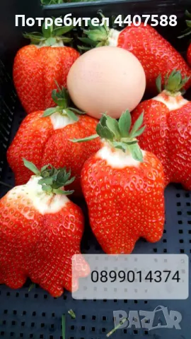 Разсад ягоди целогодишни , снимка 3 - Разсади - 49716826