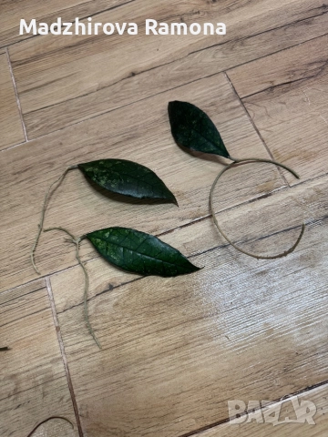 Hoya finlaysonii ah 029 , снимка 2 - Стайни растения - 52595287