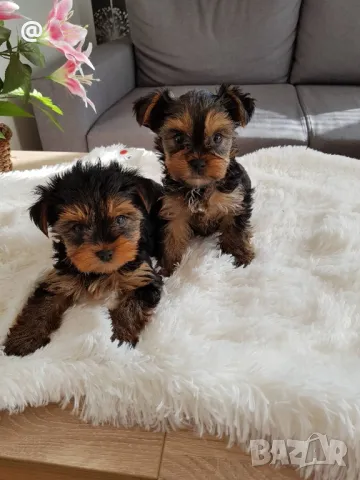 Йоркширски териер йорки свободни , снимка 3 - Йоркширски териер - 48084218