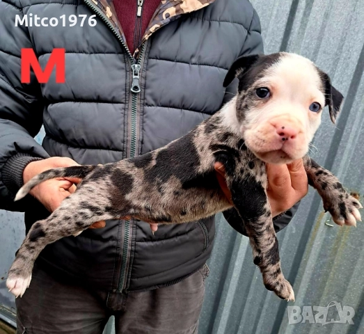 Питбул-Pitbul, снимка 3 - Питбул - 52897945