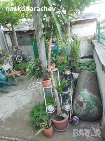 Палма Юка агаве стайна, снимка 9 - Стайни растения - 32852031