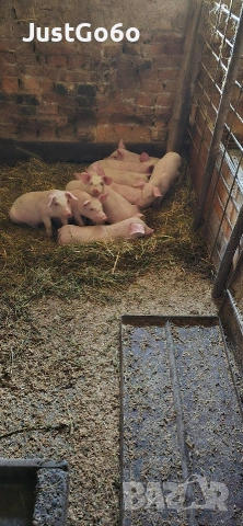 Продавам малки прасета, снимка 4 - Прасета - 53400770