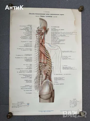 Комплект Соц Медицински Плакати 1951 година, снимка 7 - Антикварни и старинни предмети - 49938826