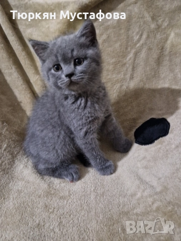 Шотландски и британси котета , снимка 1