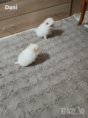 Mini Pomeran, снимка 12 - Померан - 53406474