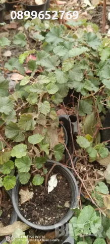 Пълзяща къпина Creeping Bramble, снимка 2 - Разсади - 48158768