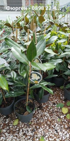 Магнолия Грандифлора  “Magnolia Grandiflora”, снимка 5 - Разсади - 35664284