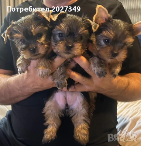 Бебе йорки мъжко, снимка 1