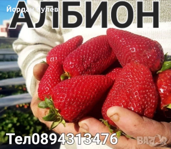 ‼️🌱Здравеите предлагам разсад Малини Висок Добив Много Сладки и Ароматни  Глен Ди Люлин и Полка  , снимка 4 - Градински цветя и растения - 51987265