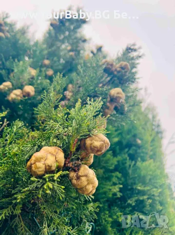 Oilo БИО Етерично Масло от Кора от Вечнозелен кипарис (Cupressus sempervirens) - Cypress Oilo 5 мл., снимка 3 - Други - 49721679