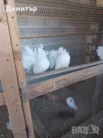 Гълъби шуменски и декорация. , снимка 6 - Гълъби - 52318134