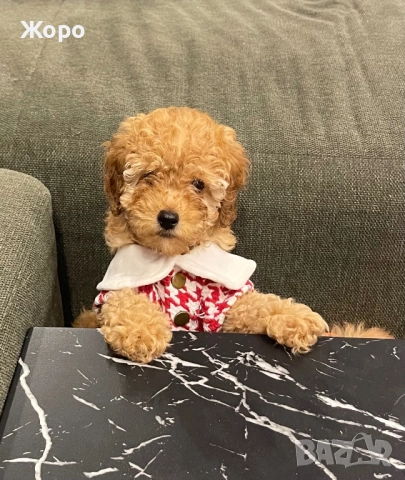 Той пудел момиче