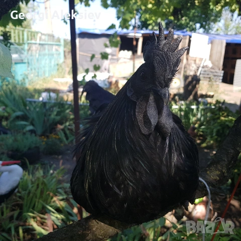 Разплодни яйца от Аям кемани, снимка 4 - Кокошки и пуйки - 53262175