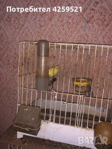 Канарче, снимка 2 - Други животни - 53243751