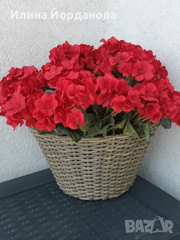 Изкуствено червено мушкато, снимка 8 - Изкуствени цветя - 51038398