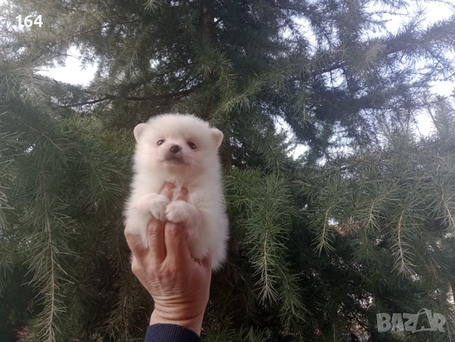 Померани. Бели момчета и момичета., снимка 5 - Померан - 52960322