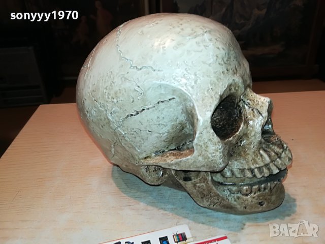 ЧЕРЕП ОТ ГЕРМАНИЯ 3112222029, снимка 2 - Антикварни и старинни предмети - 39152242