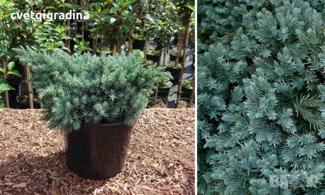 Juniperus sq. Blue Star(Юниперус Синя звезда)