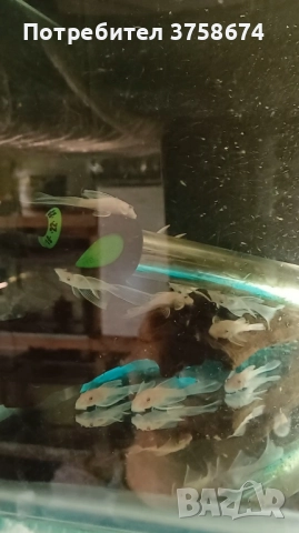 Ancistrus snow white