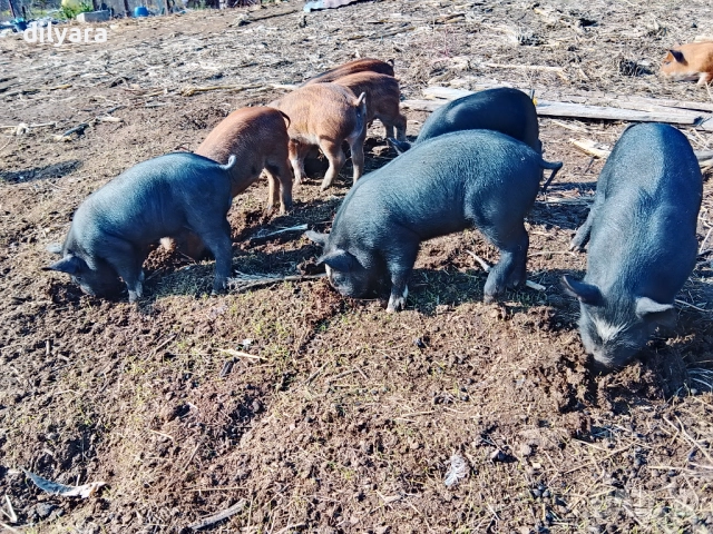 Продавам малки прасенца, снимка 4 - Прасета - 52220200