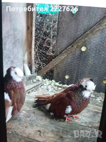 Белослатински двойно качулат, снимка 3 - Гълъби - 52689877