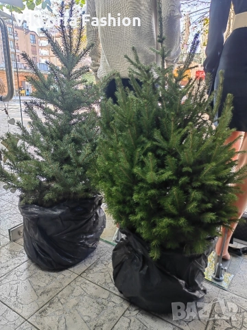 коледна елха в саксия-жива, снимка 8 - Градински цветя и растения - 52524694