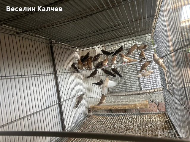 Японски амадини