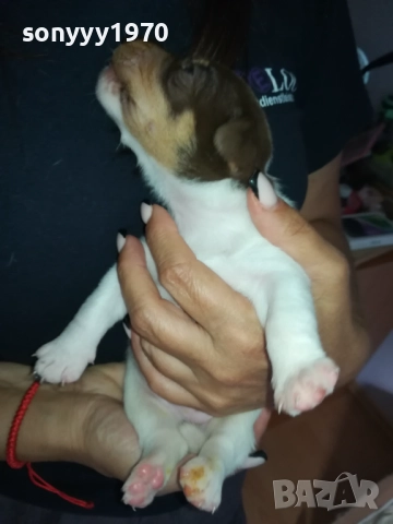 ДЖАК РЪСЕЛ БЕБЕТА-УНИКАЛНИ СЛАДУРИ 250ЛВ ЗА ЕДНО 3008251451, снимка 18 - Джак ръсел териер - 51543246