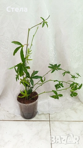 комплект цветя 10 евро , снимка 4 - Стайни растения - 53144264