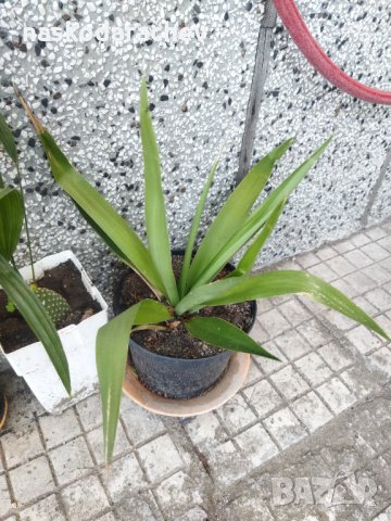 Палма Юка агаве стайна, снимка 14 - Стайни растения - 32852031