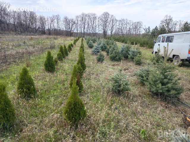 коледна елха в саксия-жива, снимка 15 - Градински цветя и растения - 52524694