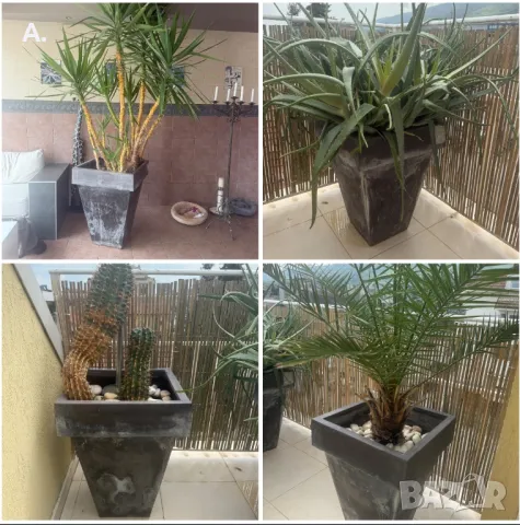 Растение ЮКА, кактус, алое вера, палма 