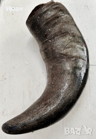 Рог от бивол, снимка 3 - Други ценни предмети - 33596750