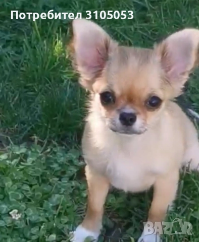 Чихуахуа , снимка 3 - Чихуахуа - 47738532
