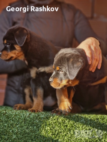 Ротвайлери , снимка 3 - Ротвайлер - 52298947