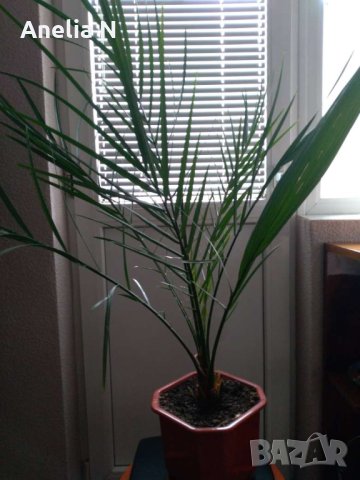 Палма-финикова, снимка 4 - Стайни растения - 30844825