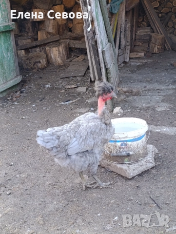 Оплодени яйца от светъл съсекс, голошийки и качулати , снимка 9 - Кокошки и пуйки - 52790436