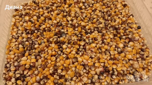 Шарена царевица