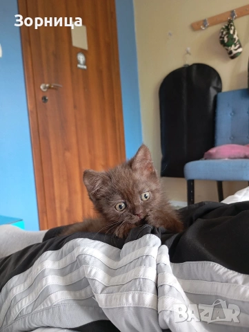 БРИТАНСКО КОТЕ, снимка 15 - Британска късокосместа - 53468415