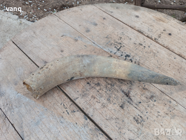 рог от бивол, снимка 3 - Декорация за дома - 44845562