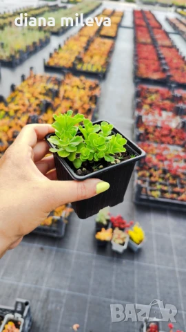 Камчатски седум, Sedum kamtschaticum, снимка 7 - Градински цветя и растения - 51146500