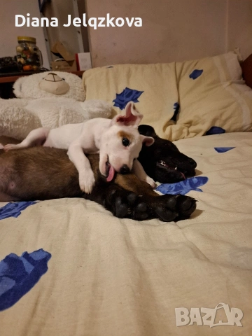 Джак Ръсел момиче, снимка 2 - Джак ръсел териер - 52903310