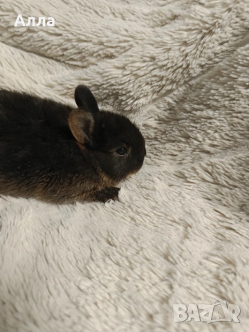В наличност има морски свинчета и зайчета, снимка 7 - Декоративни зайчета - 52735330